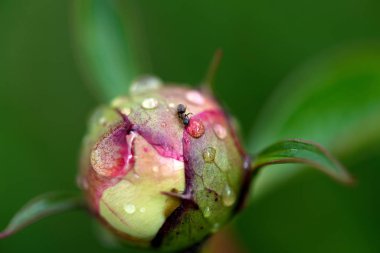 Kırmızı şakayık tomurcuğuna yakın plan ve çiğ damlasından su içen bir karınca - seçici odak, üst görüş
