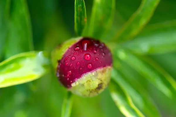 Detailní záběr červeného pivoňkového pupenu na jarní zahradě - selektivní zaostření, horní pohled — Stock fotografie