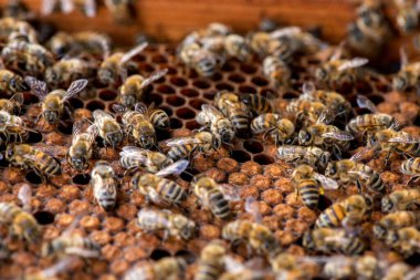 Arılarda bal peteğindeki arılara yakın çekim