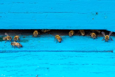 Arılarda bal peteğindeki arılara yakın çekim