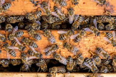 Arılarda bal peteğindeki arılara yakın çekim