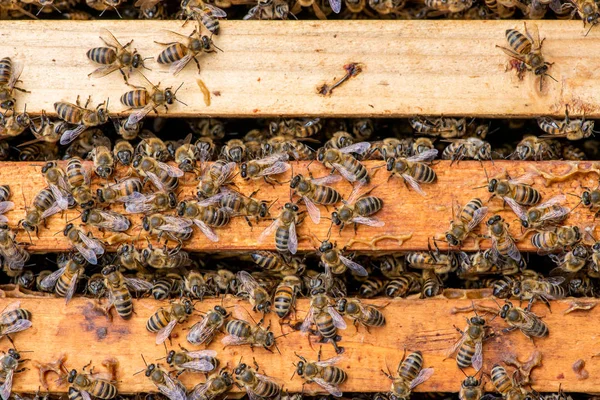 Nahaufnahme von Bienen auf Bienenwaben im Bienenhaus — Stockfoto