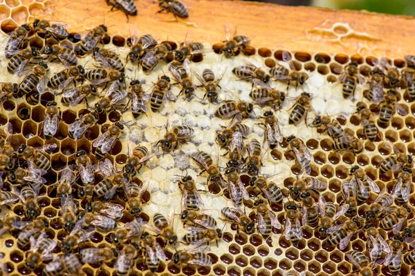 Detailní záběr včel na včelích plástech — Stock fotografie