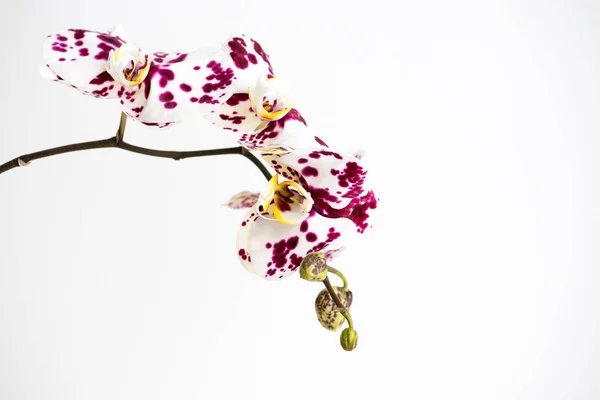 Makrofotografie Von Blütenblättern Einer Blühenden Orchidee Phalaenopsis Isoliert Auf Weißem — Stockfoto