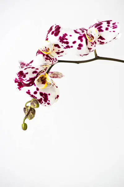 Makrofotografie Von Blütenblättern Einer Blühenden Orchidee Phalaenopsis Isoliert Auf Weißem — Stockfoto