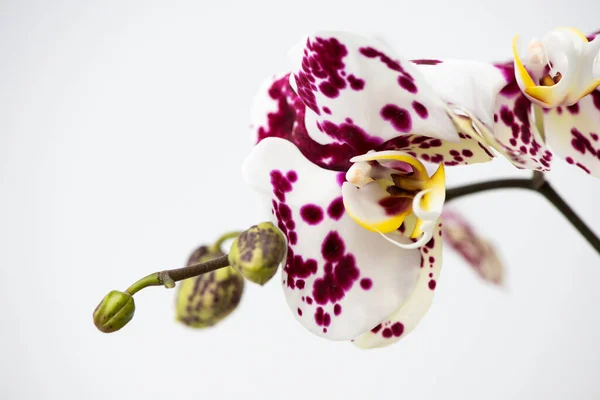 Makro Fotózás Szirmok Egy Virágzó Orchidea Phalaenopsis Elszigetelt Fehér Alapon — Stock Fotó
