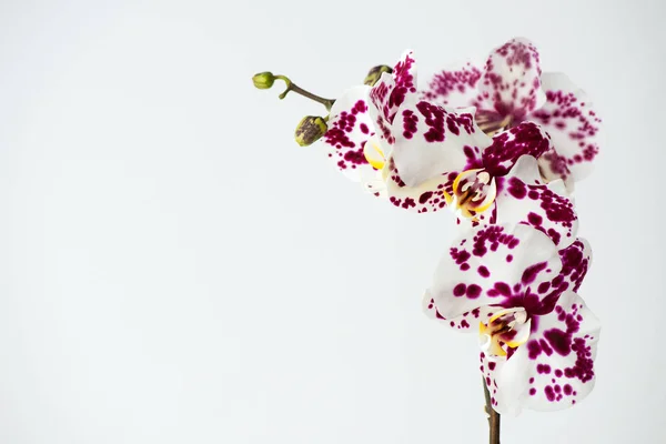 Macro Photographie Pétales Une Orchidée Fleurs Phalaenopsis Isolé Sur Fond — Photo