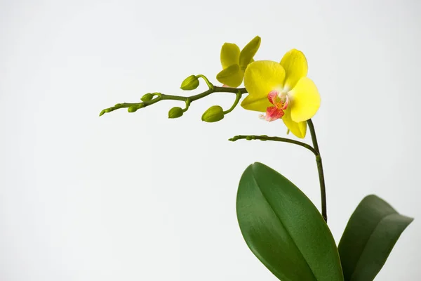 Makro Fotografering Kronblad Blommande Orkidé Falaenopsis Isolerad Vit Bakgrund — Stockfoto