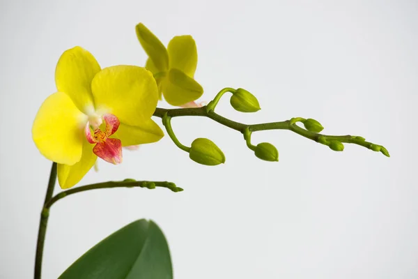 Fotografía Macro Pétalos Una Orquídea Floreciente Phalaenopsis Aislada Sobre Fondo —  Fotos de Stock