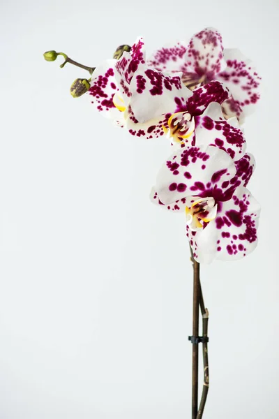 Macro Photographie Pétales Une Orchidée Fleurs Phalaenopsis Isolé Sur Fond — Photo