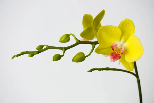 Fotografía Macro Pétalos Una Orquídea Floreciente Phalaenopsis Aislada Sobre Fondo —  Fotos de Stock