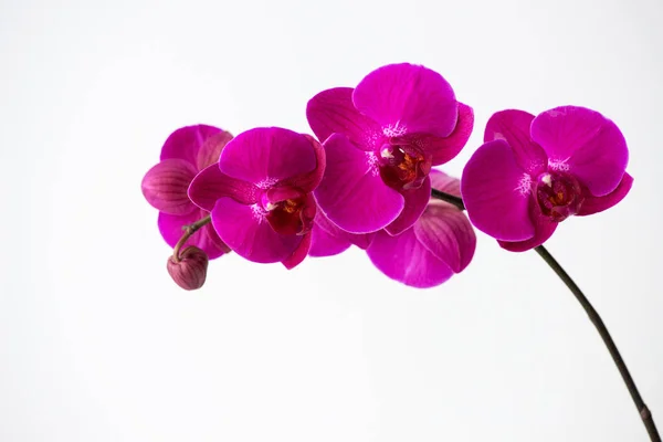 Makro Fotózás Szirmok Egy Virágzó Orchidea Phalaenopsis Elszigetelt Fehér Alapon — Stock Fotó