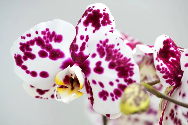 Makro Fotózás Szirmok Egy Virágzó Orchidea Phalaenopsis Elszigetelt Fehér Alapon — Stock Fotó