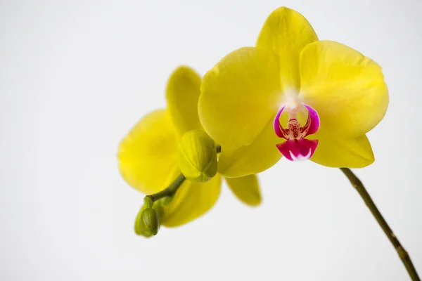 Makro Fotózás Szirmok Egy Virágzó Orchidea Phalaenopsis Elszigetelt Fehér Alapon — Stock Fotó