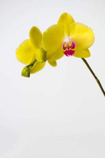 Makro Fotózás Szirmok Egy Virágzó Orchidea Phalaenopsis Elszigetelt Fehér Alapon — Stock Fotó