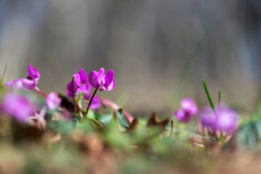 Ormanda bahar çiçekleri açan pembe siklamenlerin tıkanması. Çuha çiçekleri. - Evet. Cyclamen hederifolium (sarmaşık yapraklı siklamen veya sowbread )