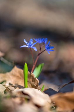 Alp Squill ya da iki yapraklı Squill, Scilla bifolia bahar ormanlarında çiçek açıyor - seçici odak, kopyalama alanı