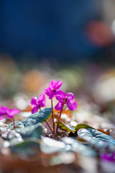 Clouse Spring Blooms Pink Cyclamens Forest Primroses Cyclamen Hederifolium Ivy — Stock Photo, Image