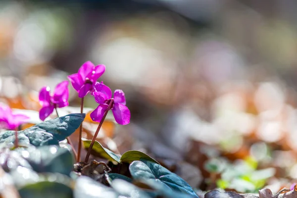 Clouse Spring Blooms Pink Cyclamens Forest Primroses Cyclamen Hederifolium Ivy — Stock Photo, Image