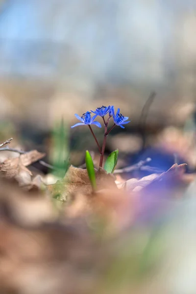 Alpine Squill Two Leaf Squill Scilla Bifolia Blooming Spring Forest — Stock Photo, Image