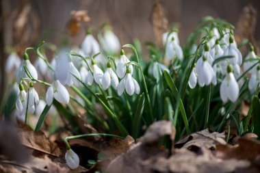 Güneşli bahar gününde açan kardamlası çiçeklerini kapat - seçici odak, kopyalama alanı
