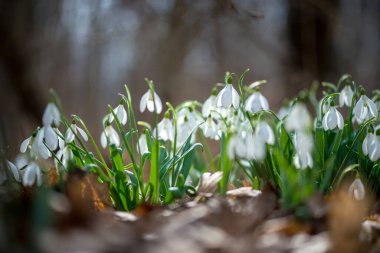Güneşli bahar gününde açan kardamlası çiçeklerini kapat - seçici odak, kopyalama alanı