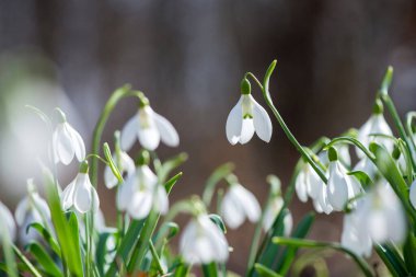 Güneşli bahar gününde açan kardamlası çiçeklerini kapat - seçici odak, kopyalama alanı