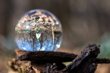 Bir mercek topuna yansıyan çiçek açan kardamlasını kapat - seçici odak, boşluğu kopyala