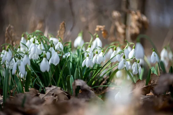 Close Snowdrop Flowers Blooming Sunny Spring Day Selective Focus Copy — Stock Photo, Image