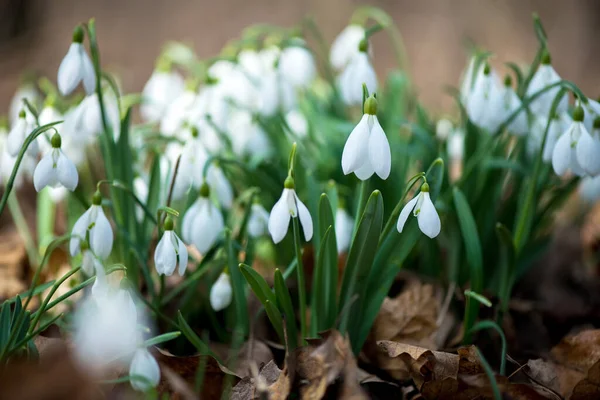 Nahaufnahme Von Schneeglöckchen Die Sonnigen Frühlingstagen Blühen Selektiver Fokus Kopierraum — Stockfoto