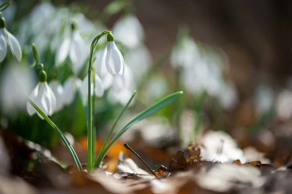 Blisko Śniegu Kwiaty Kwitnące Słoneczny Wiosenny Dzień Selektywne Skupienie Przestrzeń — Zdjęcie stockowe