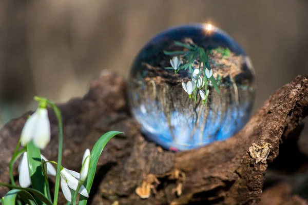 Primer Plano Floración Nevada Reflejada Una Bola Lente Enfoque Selectivo — Foto de Stock