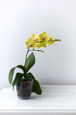 Beyaz arka planda izole edilmiş sarı orkide falaenopsis yapraklarının makro fotoğrafları. 