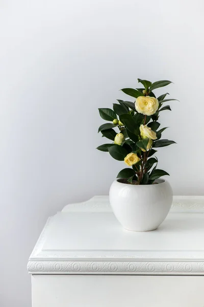 Floraison Camélia Dans Pot Blanc Sur Une Armoire Bois Antique — Photo