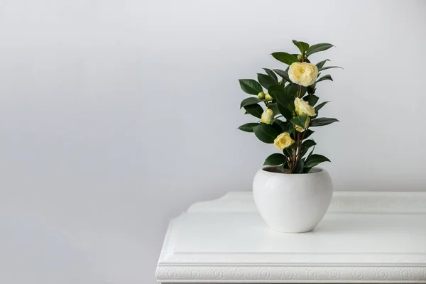 Camelia Floreciente Una Olla Blanca Sobre Armario Madera Antiguo Espacio — Foto de Stock