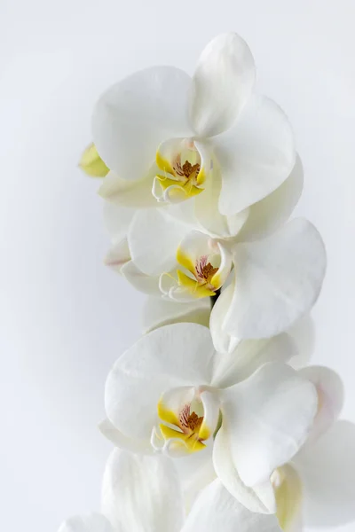 Makro Fotózás Szirmok Egy Virágzó Fehér Orchidea Phalaenopsis Izolált Fehér — Stock Fotó