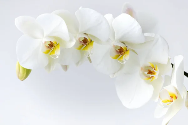 Makro Fotózás Szirmok Egy Virágzó Fehér Orchidea Phalaenopsis Izolált Fehér — Stock Fotó