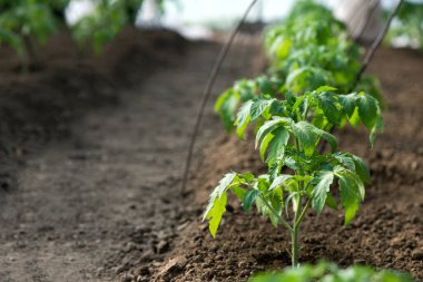 Serada yetişen domates fideleri - seçici bir odak noktası