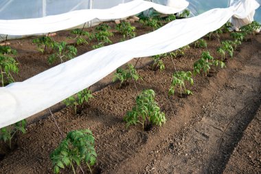 Serada yetişen domates fideleri - seçici bir odak noktası