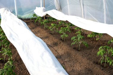 Serada yetişen domates fideleri - seçici bir odak noktası