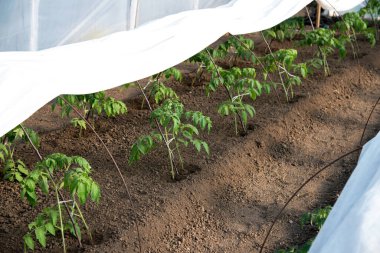 Serada yetişen domates fideleri - seçici bir odak noktası