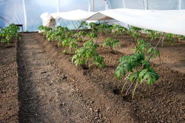 Serada yetişen domates fideleri - seçici bir odak noktası