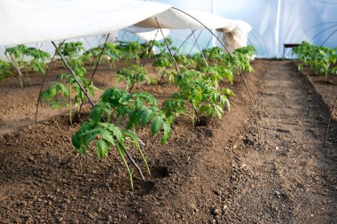 Serada yetişen domates fideleri - seçici bir odak noktası