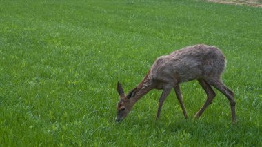 ev bebek geyik çimenlerin üzerinde