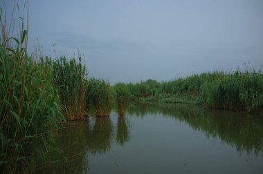 durgun sazlık arasında