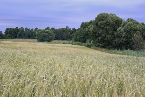 Campo de mal . — Fotografia de Stock