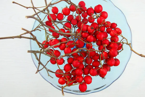 Weißdornbeeren mit Zweigen im Winter. — Stockfoto