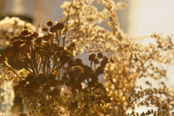 Hierba seca a la luz del sol por la noche . —  Fotos de Stock