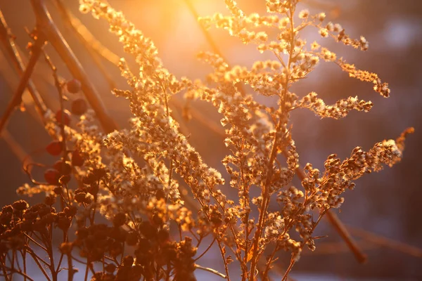 Grama seca na bela luz solar pastel à noite . — Fotografia de Stock