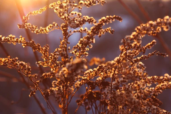 Hierba seca en la hermosa luz del sol pastel en la noche . —  Fotos de Stock